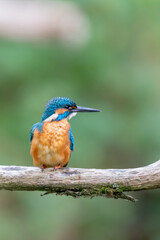 Fototapeta premium Eurasian kingfisher (Alcedo atthis) sitting on his perch in autumn.