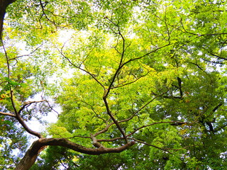 秋空