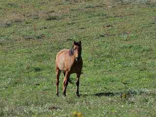   beauty horses on pasture