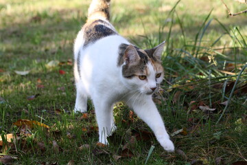 Katze im garten