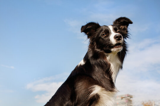 perro border collie blanco y negro retrato en cielo azul