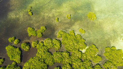 Tropical mangrove green tree forest view from above, trees, river. Mangrove landscape, Ecosystem and healthy environment concept. Mindanao, Philippines.