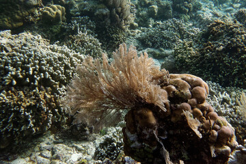 Hydrozoan (Aglaophenia cupressina) - Bunaken Island, Sulawesi, Indonesia