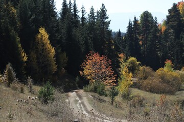 green fir trees in yellow and red colored autumn mountain forest.artvin 