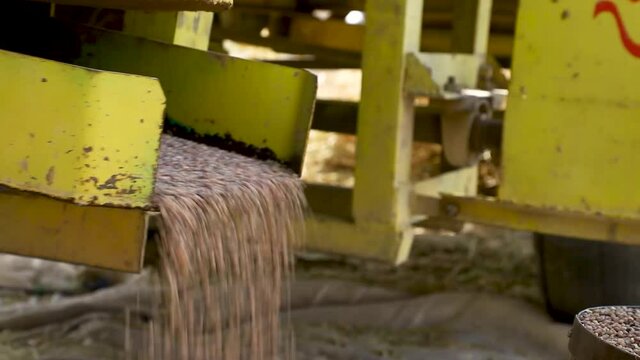 close up of a guwar or cluster bean or cyamopsis  in the field