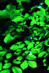 Intensive green leaves of beech.