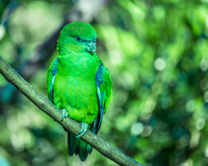 green winged macaw