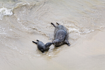 Harbor Seal - Phoca vitulina, common sea mammal from marine coastlines of the Northern Hemisphere,...