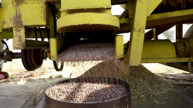 close up of a guwar or cluster bean or cyamopsis  in the field