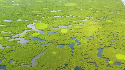 Aerial drone of of Lake Baloi with mangrove green tree forest. Mindanao, Philippines.