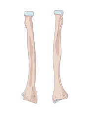 The ulna is a long bone in the forearm. It lies medially and parallel to the radius, the second of the forearm bones.