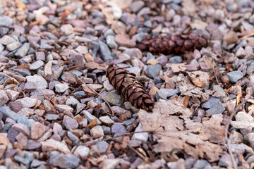 pine cone on the gravel road