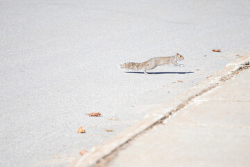 Squirrel running across road 