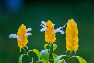 Fototapeta premium yellow flowers