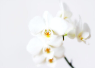 Naklejka na ściany i meble White orchid flower on white background.