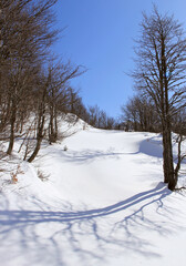 Fototapeta premium Winter day in a cold winter snowy forest.