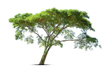 Trees isolated on white background, tropical trees isolated used for design, advertising and architecture.