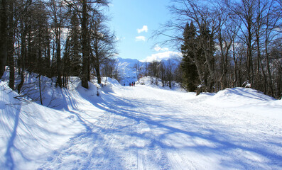Winter day in a cold winter snowy forest.