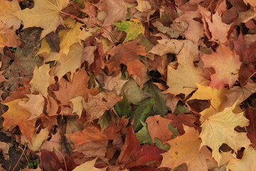 Autumn leaves on ground. autumn background
