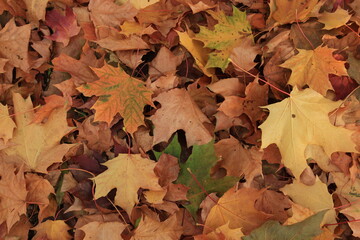 Autumn leaves on ground. autumn background