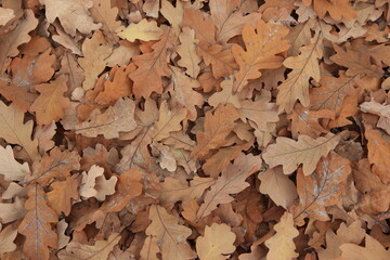 Dry oak leaves on the ground . autumn background
