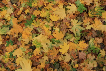 Autumn leaves on ground. autumn background