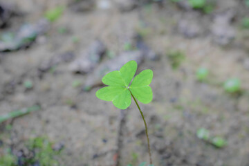 plant