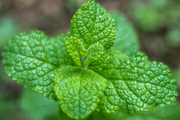 leaf with dew drops