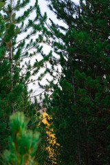 sun rays through the forest