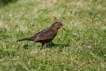 photo of a Black Bird hutting for worms - 390601602