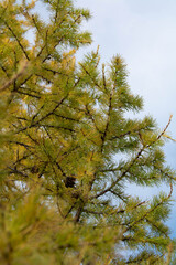 autumn leaves on a sky