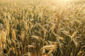 Wheat field