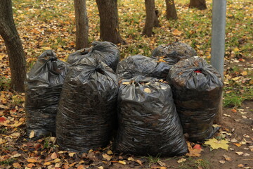 Plastic bags with trash after harvesting in the park