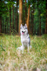 A young Siberian Husky sitting in a green grass in a forest. She has amber eyes, grey and white fur. There are a lot of trees with brown trunks in the background.