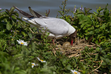 Black Headed Gull turn her eggs - 390602243