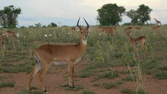 Ugandan kob (Kobus kob thomasi) standing in its natural environment