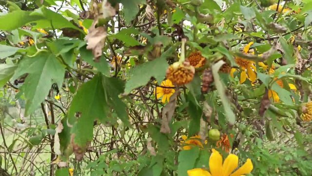 Mexican sunflowers blooming at the forest, Tree marigold, Mexican tournesol blossom in the winter