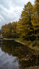 autumn in the park