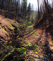 Beautiful day in a green vivid autumn bold forest.