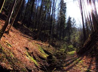 Beautiful day in a green vivid autumn bold forest.