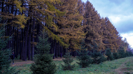 forest in autumn