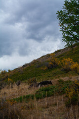 trees in the mountains