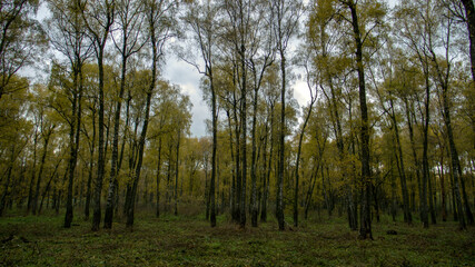 trees in the forest