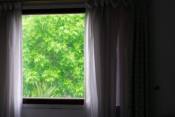 window with drawn curtain with green leaves background
