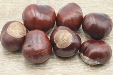 Close up of broken horse chestnut, Aesculus hippocastanum isolated on white background and full depth of field