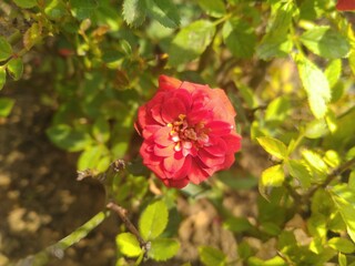 Obraz premium Red Rose Flower