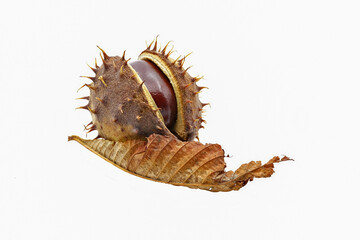 Close up of broken horse chestnut, Aesculus hippocastanum isolated on white background and full depth of field
