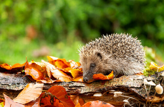 Wild, native, European hedgehog in Autumn with colourful leaves