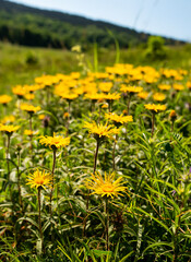 Rauer Alant, Pentanema hirtum, auf Trockenrasen
