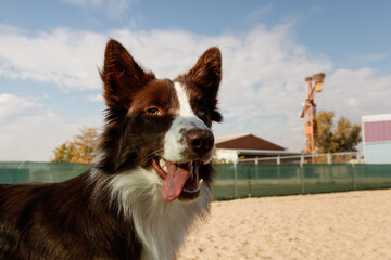 Retrato perro border collie marrón y blanco en agility